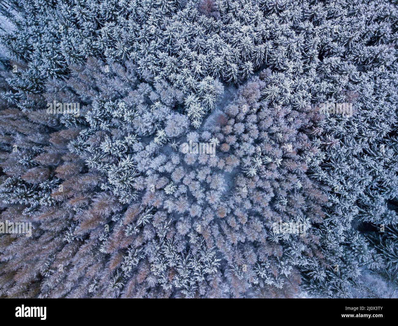 Luftaufnahme von oben nach unten von schönen Winterwald Baumkronen. Stockfoto