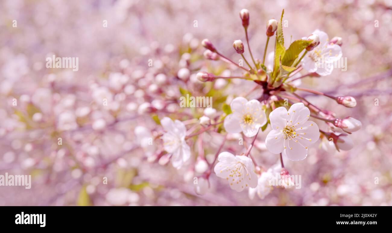 Frühjahr blühenden Kirschbaum. Hintergrund für die Grußkarte, Einladung für Hochzeit und Engagement. Stockfoto