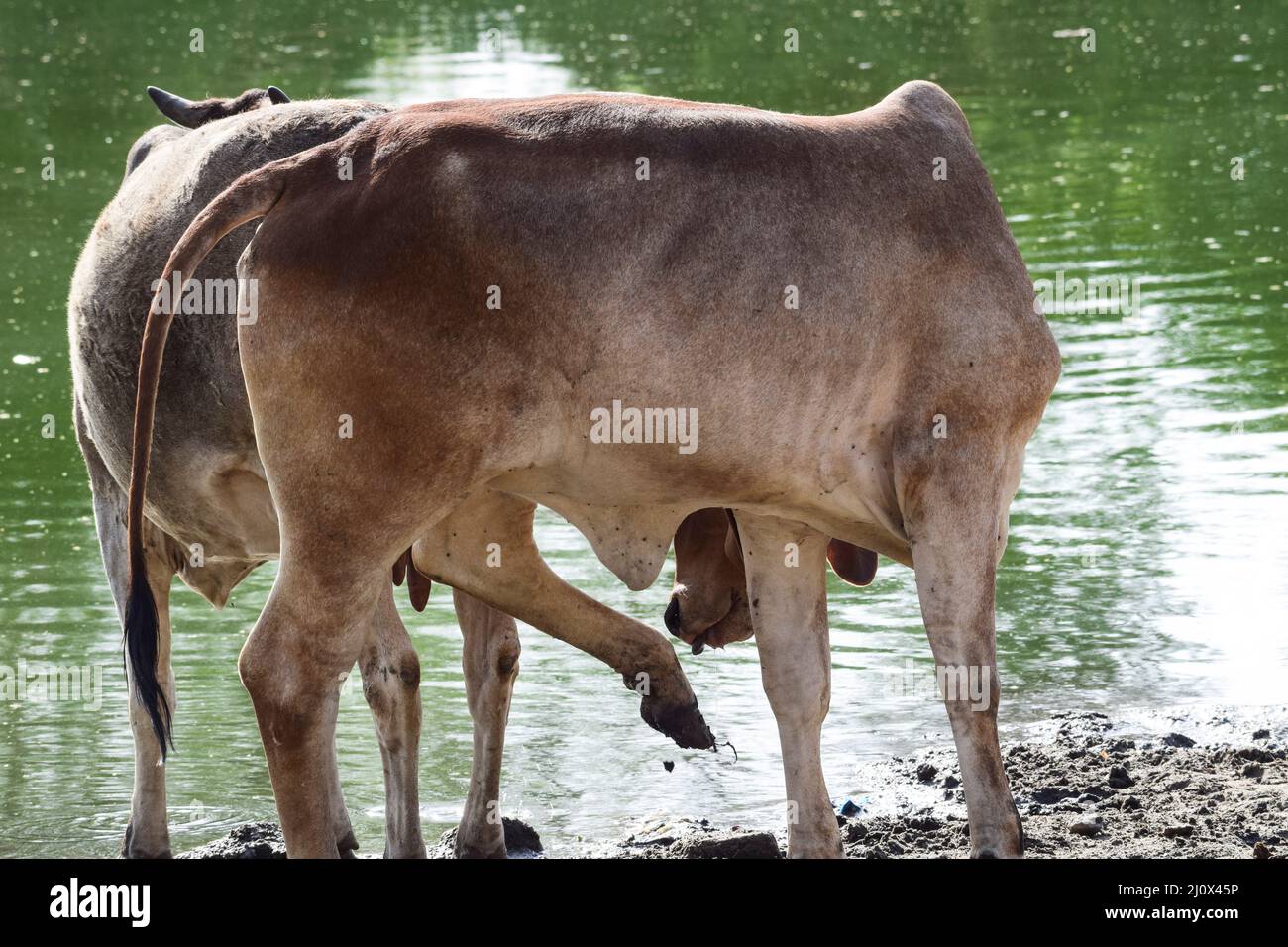 Kuh Tier mit Nackensack Tag domestiziert Wandern durch Rive Seite zu baden und Wasser zu trinken, essen. Indische Dorfkuh in der Nähe des Teiches Stockfoto