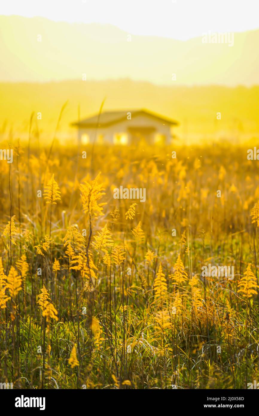 Japanische Pampas Gras Felder und die Sonne und das Haus Stockfoto
