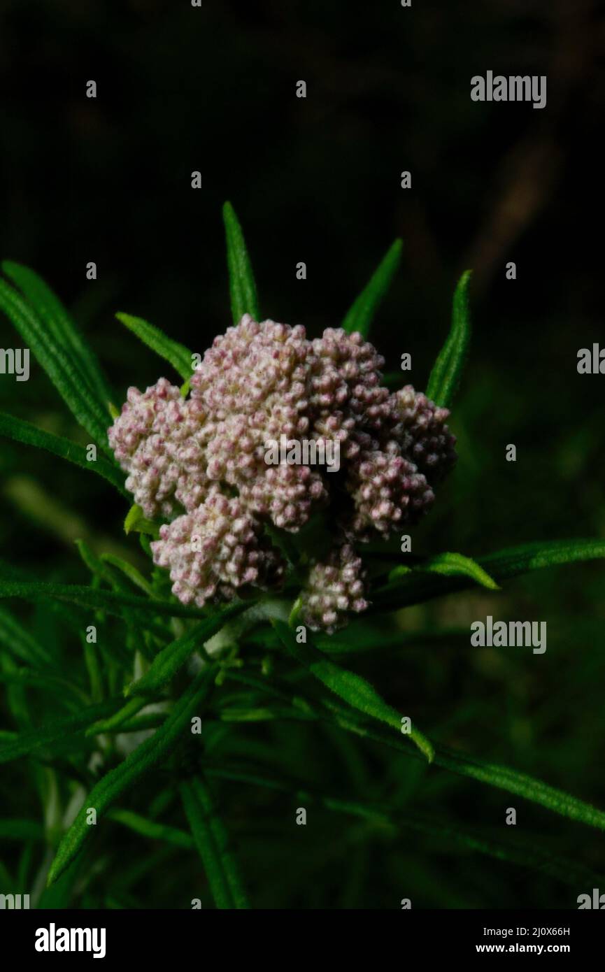 Sie können sehen, warum dieser häufig blühende Strauch Caulflower Bush genannt wird - aber er wird auch Shiny Dogwood oder Cassinia Longifolia genannt. Stockfoto