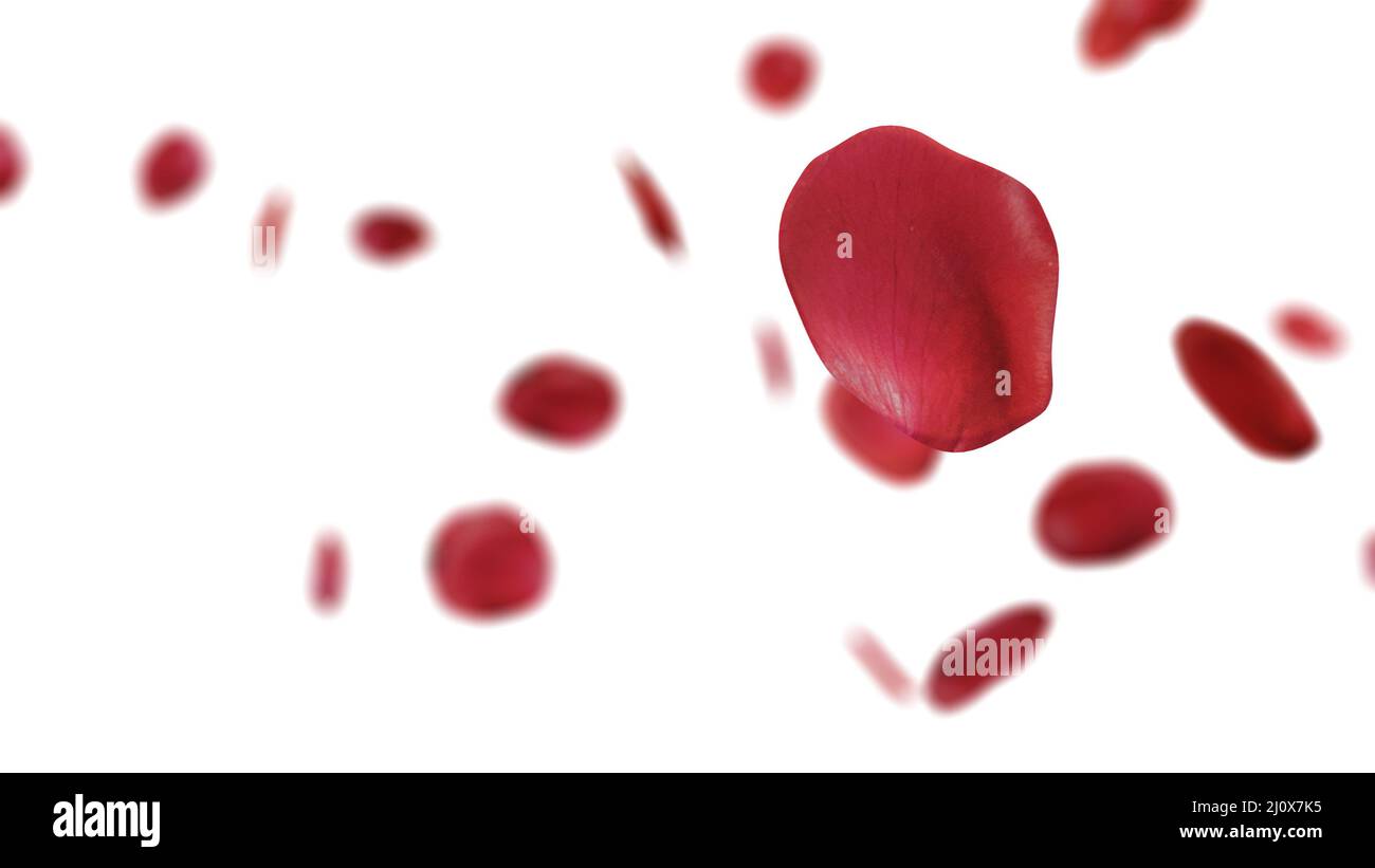 Rosenblätter fallen auf weißen Hintergrund. Stockfoto