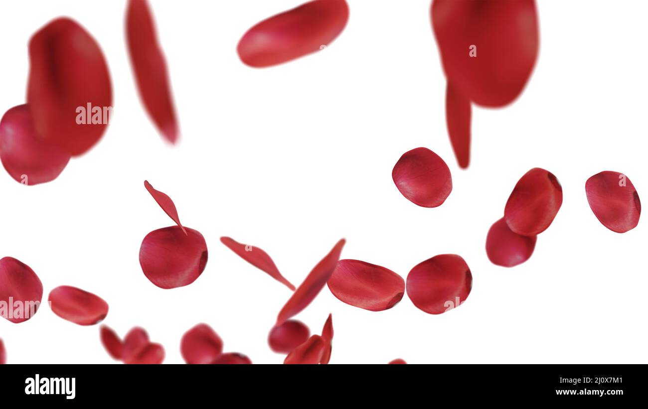 Rosenblätter fallen auf weißen Hintergrund. Stockfoto