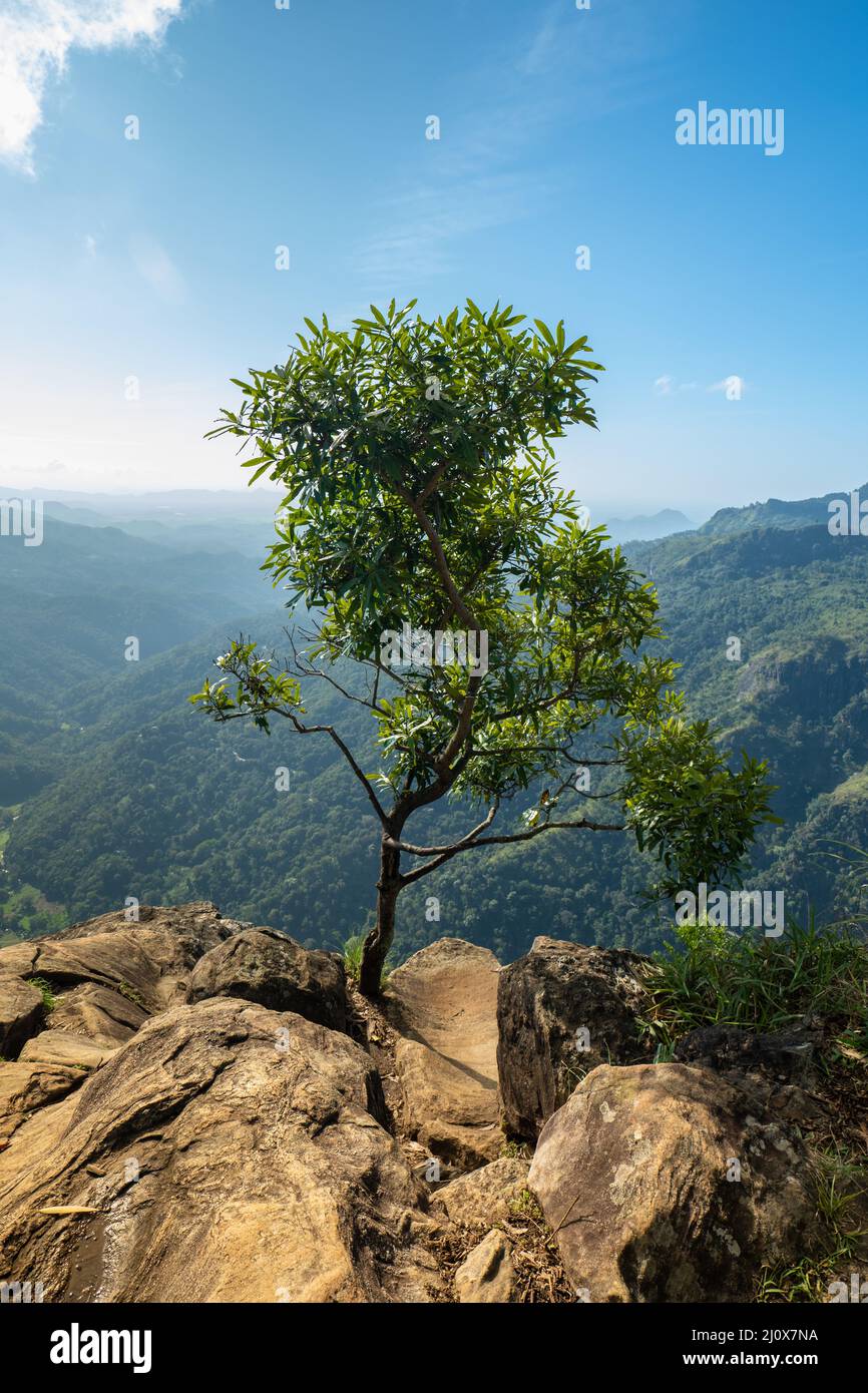 Sri Lanka Mountains Stockfoto