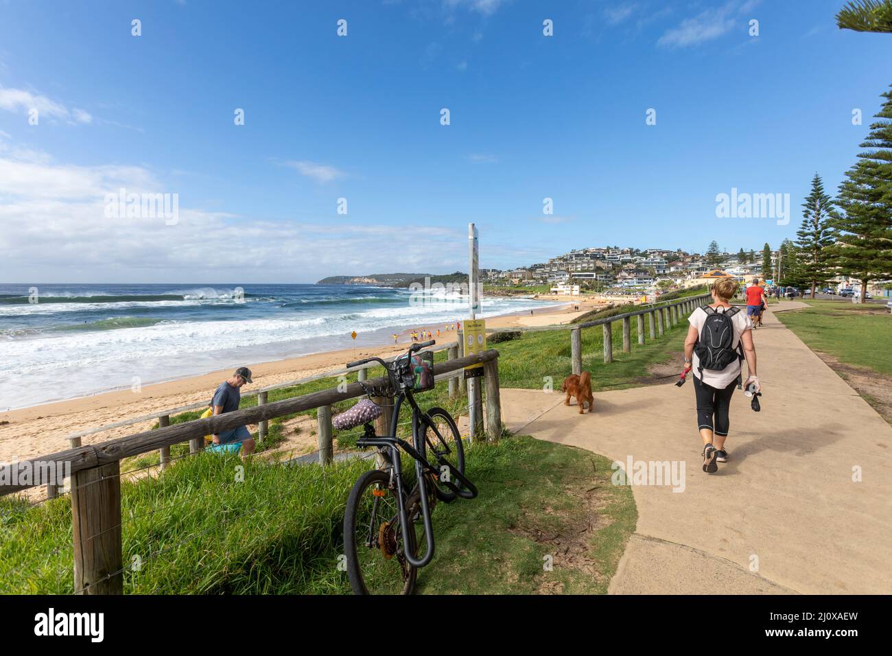 Teil der Dee Why to Manly Coastal Wanderroute entlang der Ostküste von Sydney, NSW, Australien an einem Herbsttag, Dame, die am Curl Curl Beach mit Hund unterwegs ist Stockfoto