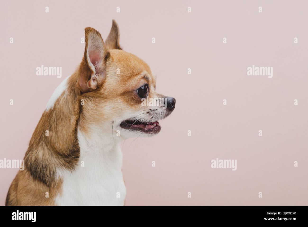 Seitenansicht Hund mit offenem Mund wegschauen. Hochwertiges, schönes Fotokonzept Stockfoto
