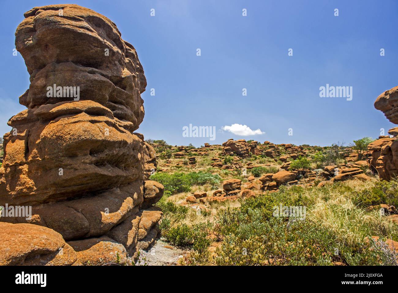 Eine Landschaft, die an einem klaren, sonnigen Sommertag mit seltsam verwitterten Quartzit-Säulen in den Magaliesberg-Bergen Südafrikas übersät ist Stockfoto