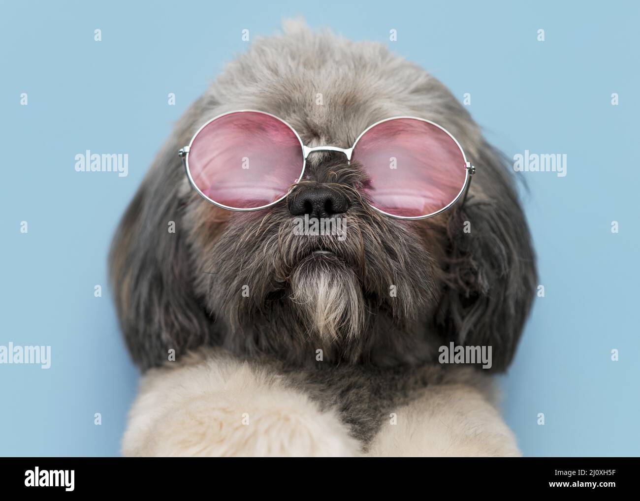 Vorderansicht lustig niedlichen Hund Konzept. Hochwertiges, schönes Fotokonzept Stockfoto