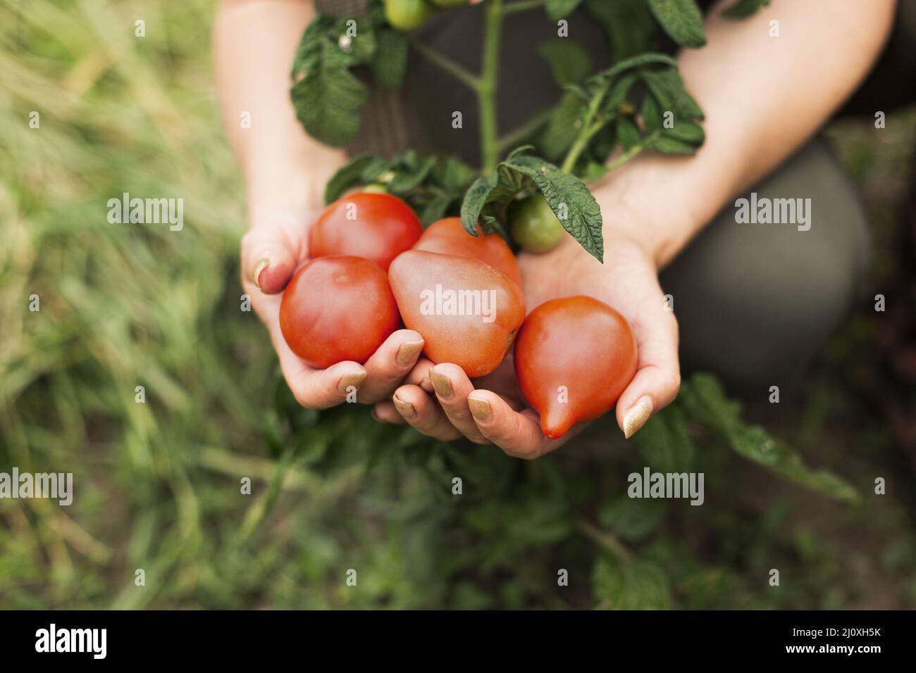 Nahaufnahme Frau mit Tomaten. Hochwertiges, schönes Fotokonzept Stockfoto
