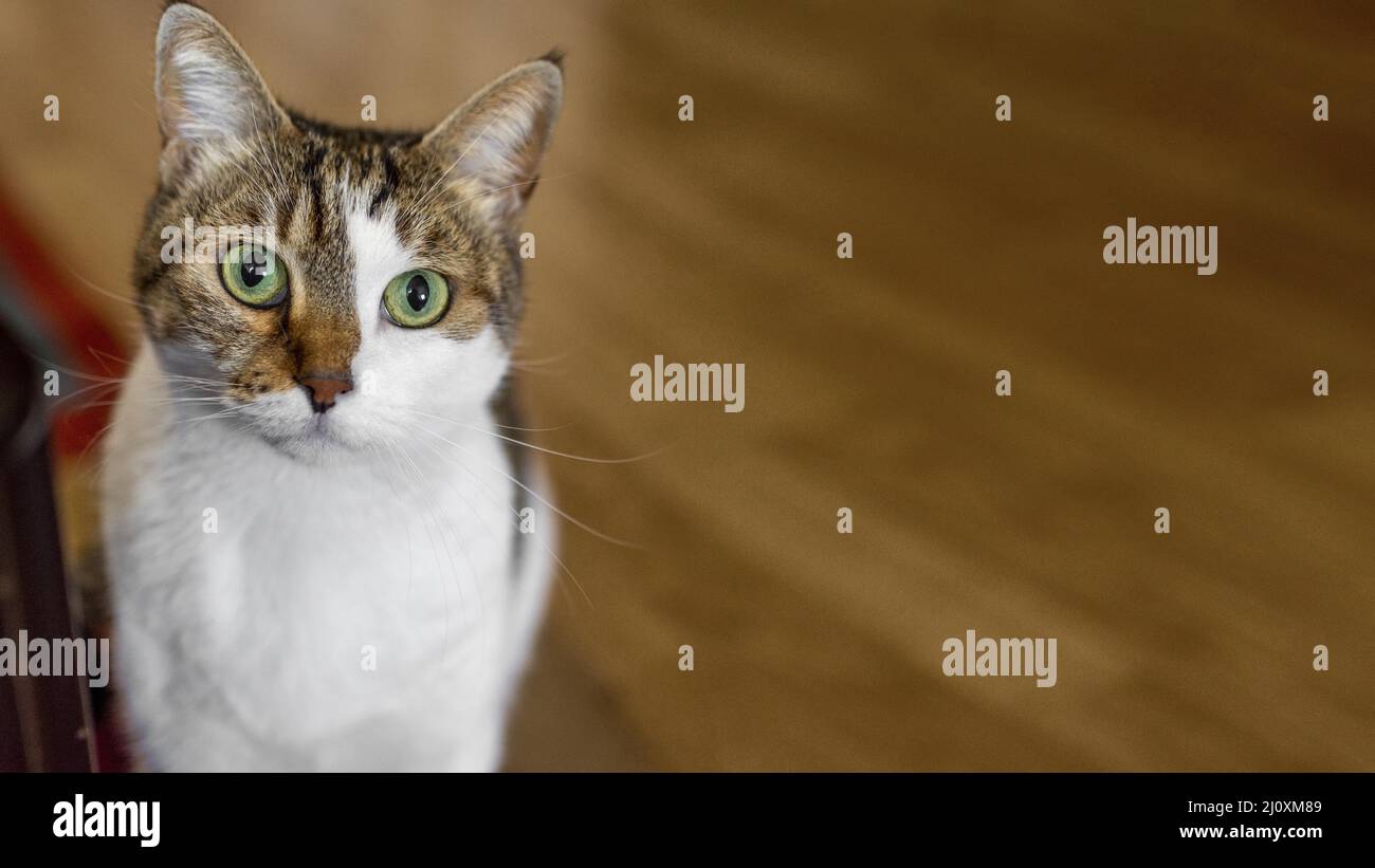 Nette Katze mit grünen Augen im Haus. Hochwertiges, schönes Fotokonzept Stockfoto