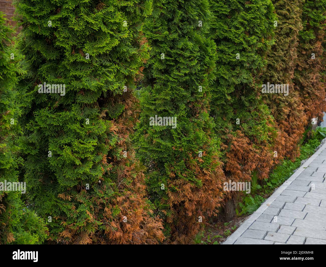 American Arborvitae Baum, Thuja Probleme und Krankheit Stockfotografie -  Alamy