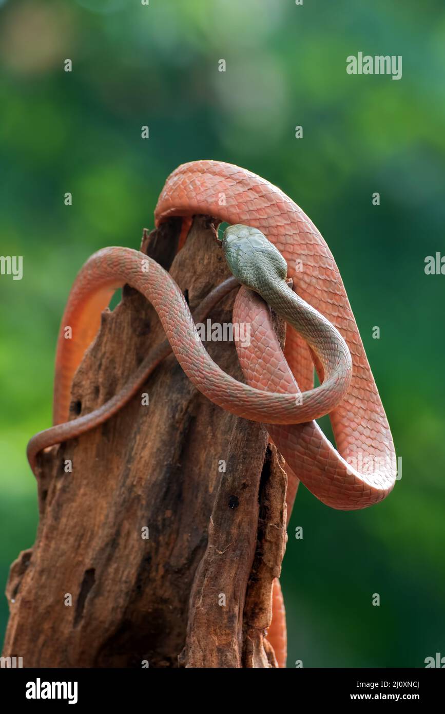 Schwarze Katzenschlange ( Boiga nigriceps ), die sich um den Baumstamm gewickelt hat Stockfoto