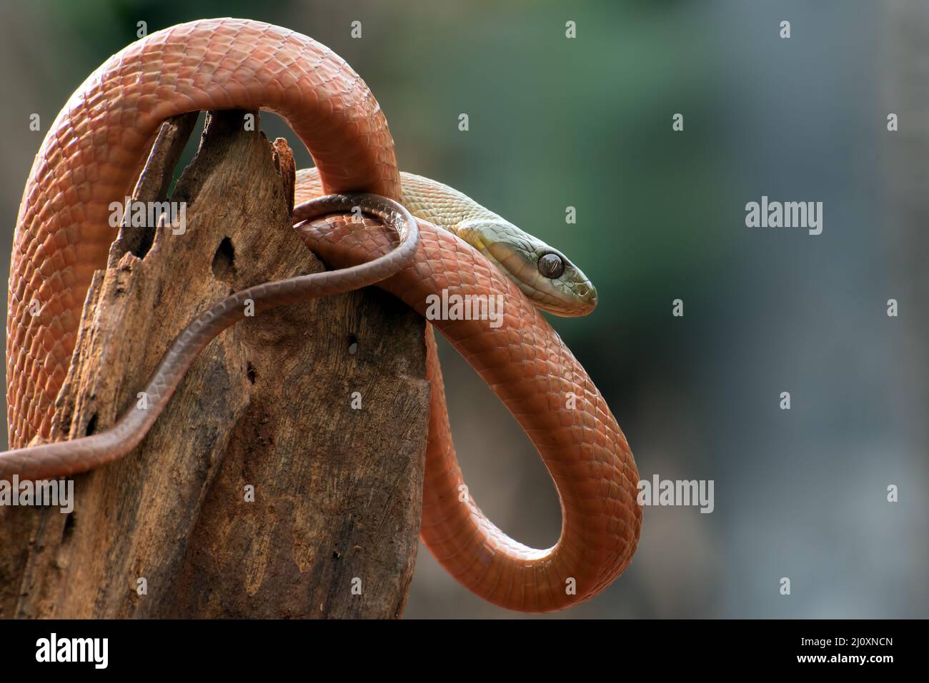 Schwarze Katzenschlange ( Boiga nigriceps ), die sich um den Baumstamm gewickelt hat Stockfoto