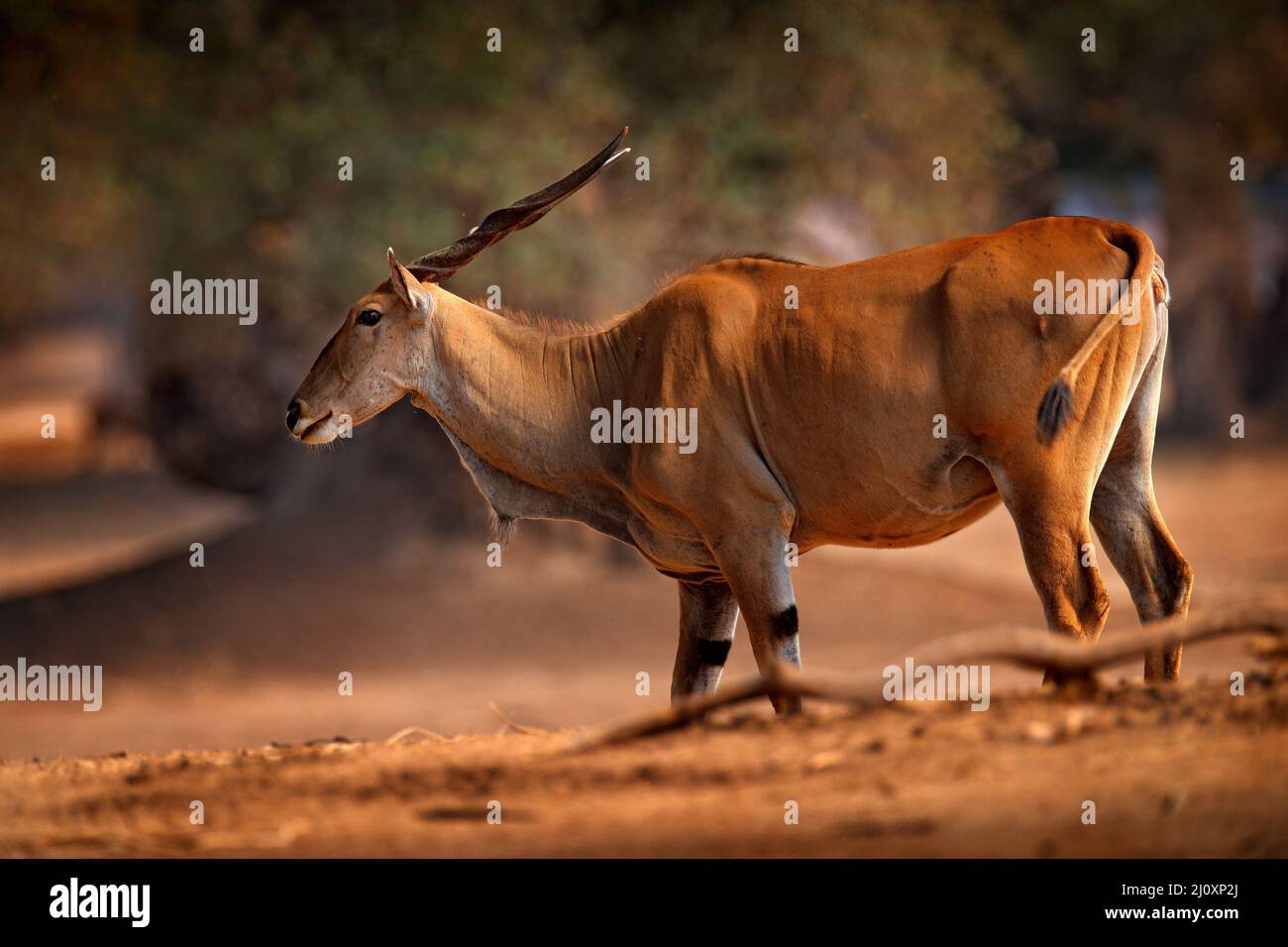 Elandhylope, Taurotragus Oryx, großes braunes afrikanisches Säugetier in Naturlebensraum. Eland in grüner Vegetation, Mana Pools NP, Simbabwe. Wildlife-Szene aus Stockfoto