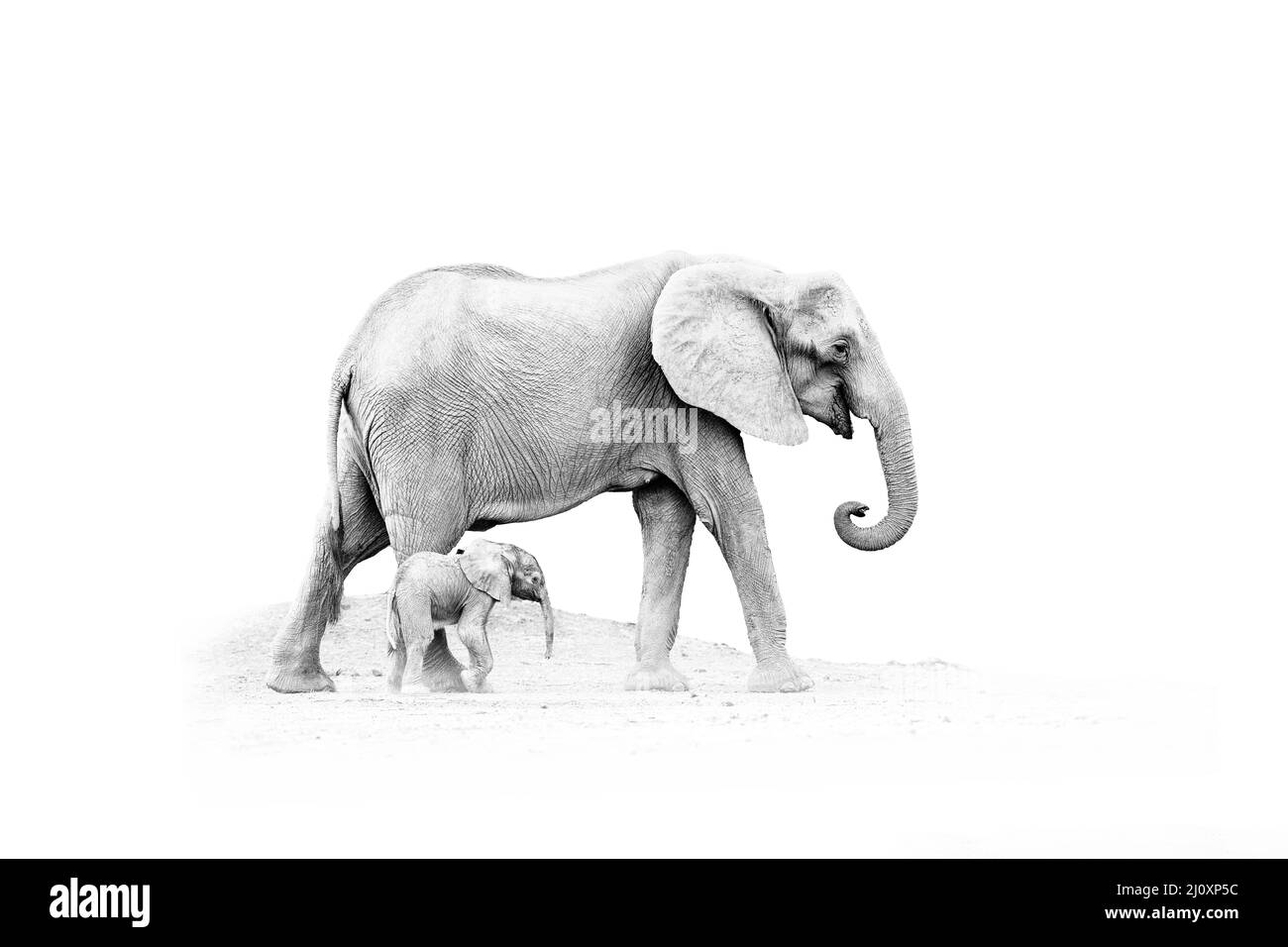 Afrika Kunst, schwarz und weiß. Elefant mit Kleinkind. Elefant im Mana Pools NP, Simbabwe in Afrika. Großes Tier im alten Wald, Abendlicht, so Stockfoto
