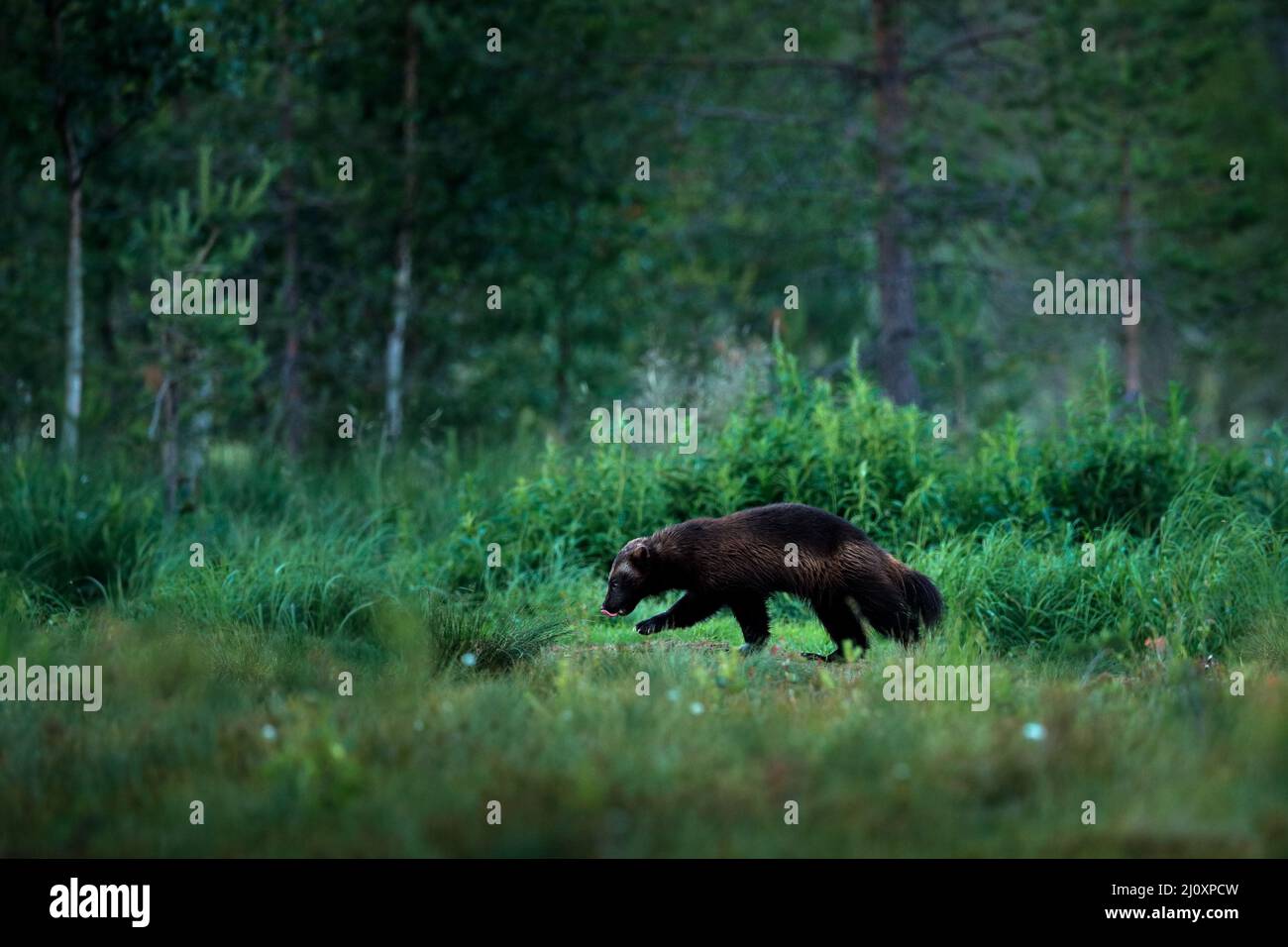 Wolverine läuft in der finnischen Taiga. Wildlife-Szene aus der Natur. Seltenes Tier aus Nordeuropa. Wilder Vielfraß im Sommerrasen. Wildlife Europe. Stockfoto