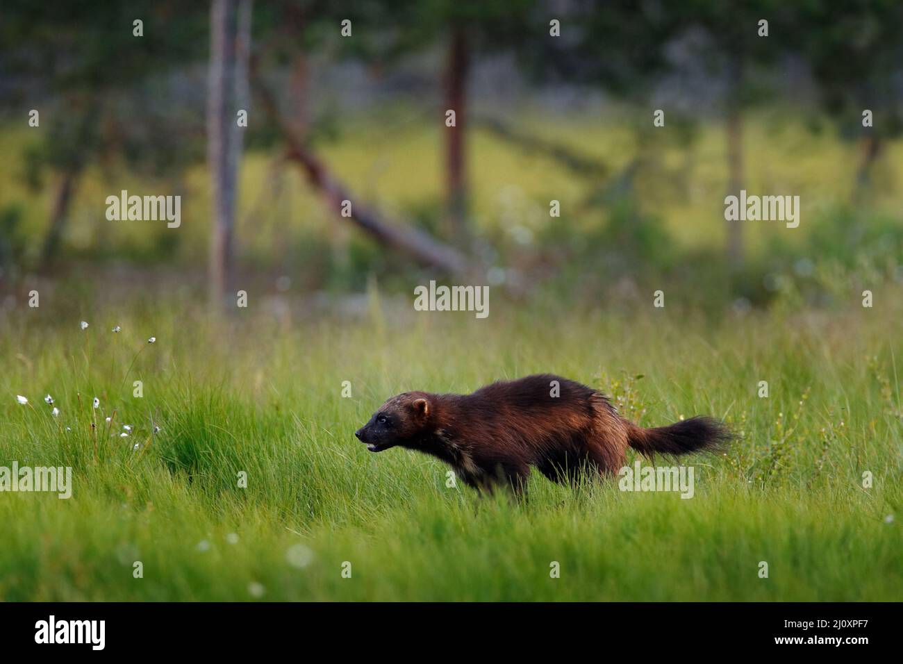 Wolverine läuft in der finnischen Taiga. Wildlife-Szene aus der Natur. Seltenes Tier aus Nordeuropa. Wilder Vielfraß im Sommerrasen. Wildlife Europe. Stockfoto