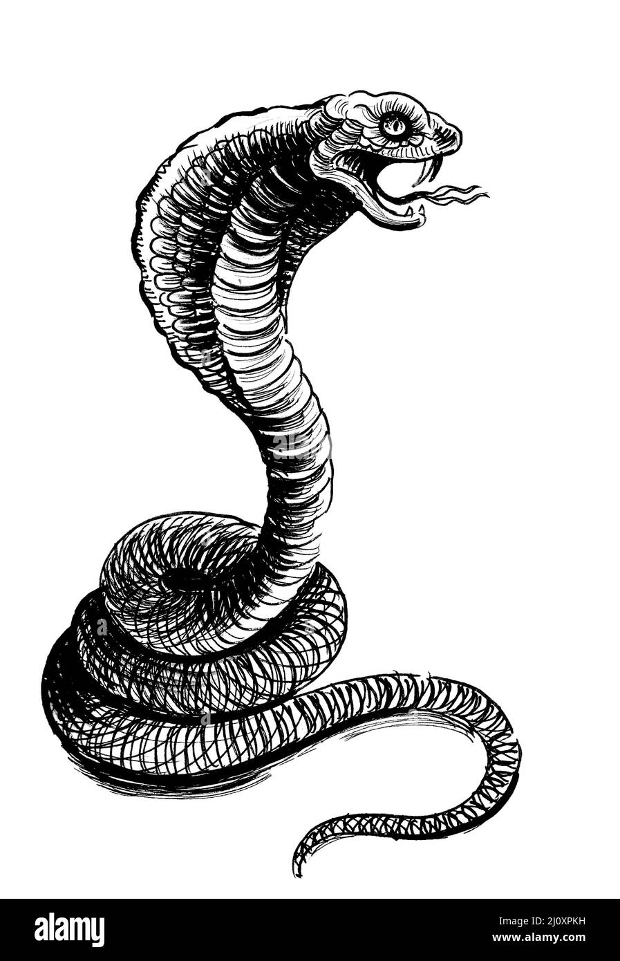 Wütende Kobra-Schlange. Tinte schwarz-weiß Zeichnung Stockfoto