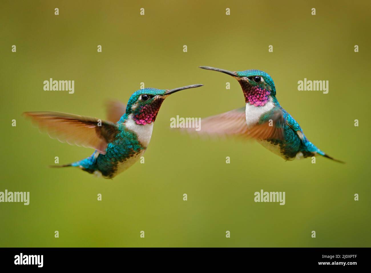Fliege Detail, bewegliche Flügel. Weißbauchiger Woodstar, Kolibri mit klarem grünen Hintergrund. Vogel aus Tandayapa, Ecuador. Fliegender Kolibri in Tropica Stockfoto