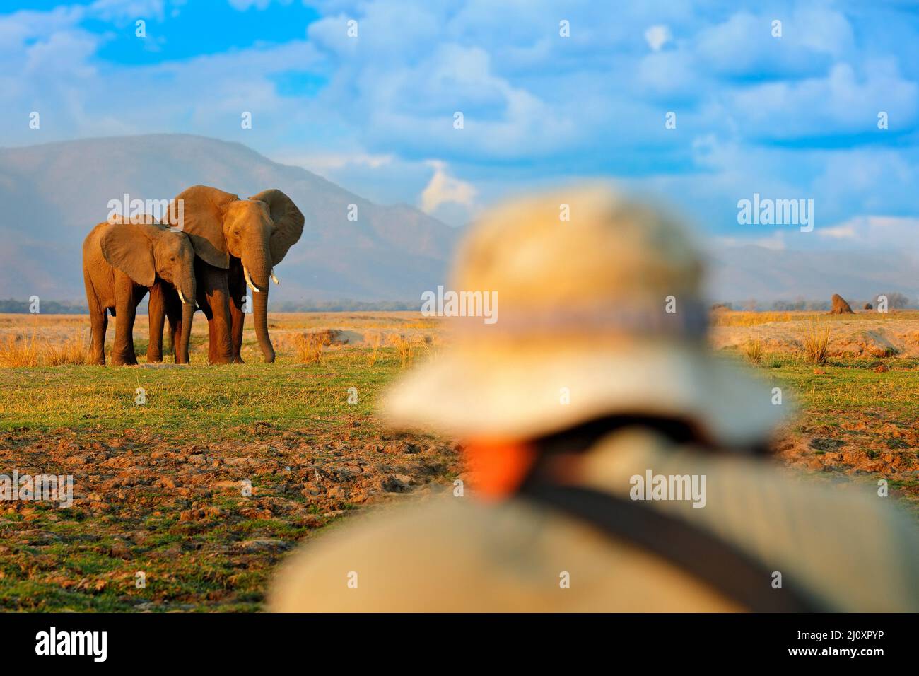 Fotograf mit Elefant im Gras, blauer Himmel. Wildtierszene, Elefant in Habitat, Moremi, Okavango Delta, Botswana, Afrika. Mensch in der Natur, blau Stockfoto