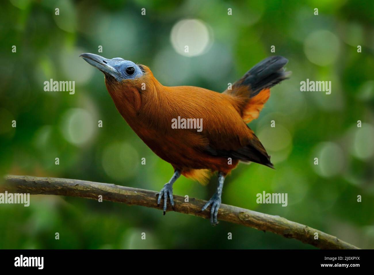 Capuchinbird, Perissocephalus tricolor, großer Singvögel der Familie Cotingidae. Wilder Kalbsvögel im Naturgebiet Tropenwald. Vogel-Sittin Stockfoto