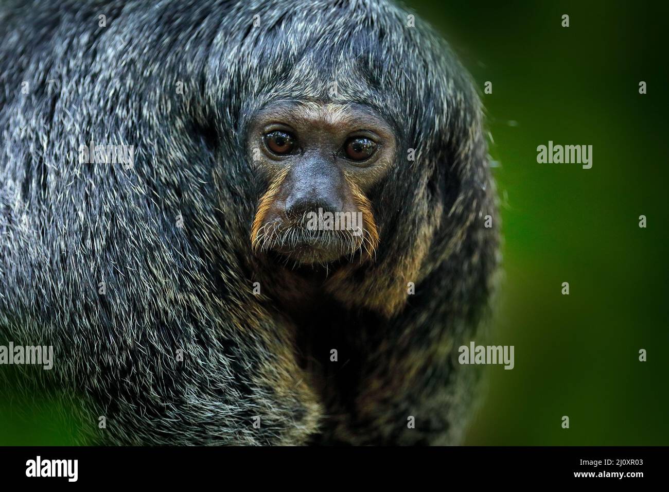 Saki mit weißer Gesichtsfarbe, Pithecia pithecia, Detailportrait von dunkelschwarzen Affen, Tier in der Natur, Tierwelt, Brasilien. Weibchen des dunklen Affen. Anim Stockfoto