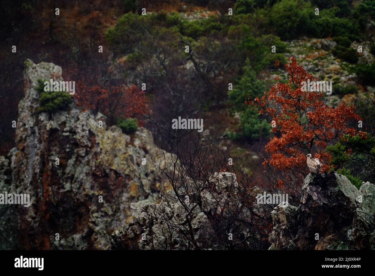 Gänsegeier, Gyps fulvus, große Greifvögel sitzen auf felsigen Berg, Natur Lebensraum, Maddarovo, Bulgarien, Ost-Rhodopen. Wildtiere aus dem Balkan Stockfoto