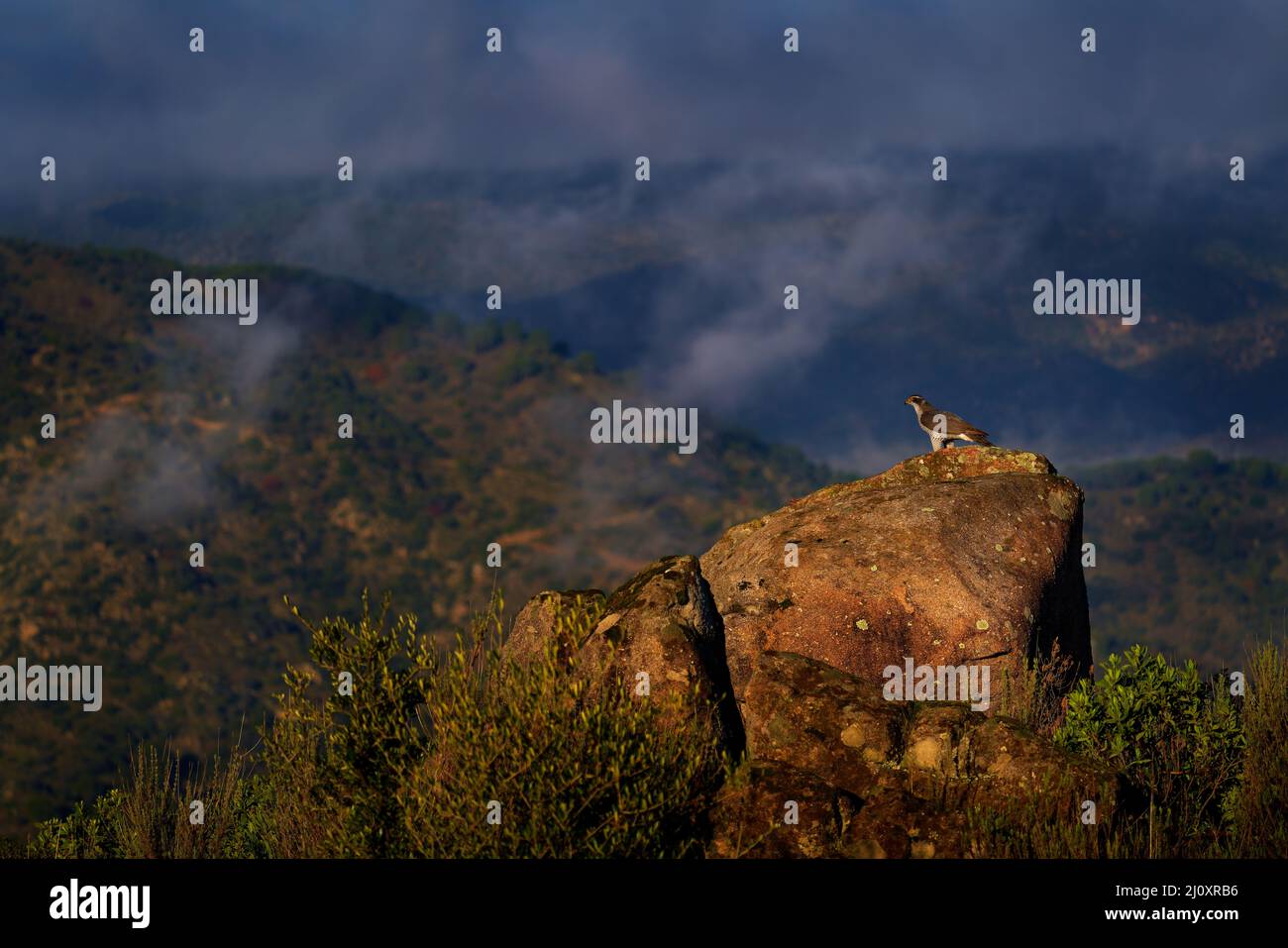 Habicht, Accipiter gentilis, Vogel, der auf dem Moosstein in der Natur sitzt. Hawk in der Sierra de Andujar in Spanien, Europa. Wildtierszene Stockfoto