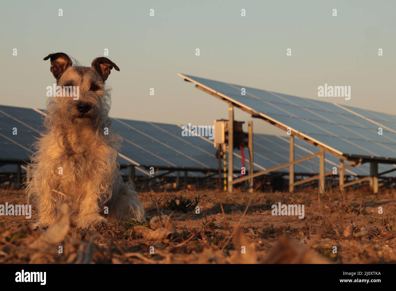 Süßer Hund vor Sonnenkollektoren, Photovoltaikanlage. Stockfoto