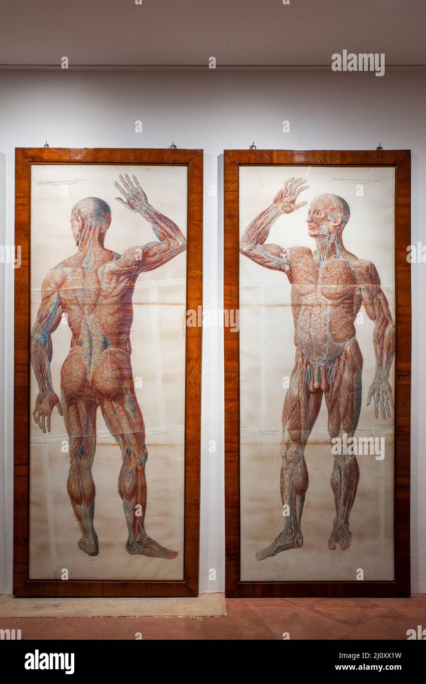 Siena, Italien - 2022. März 10: Zwei anatomische Tische im Naturhistorischen Museum „Accademia Fisiocritici“. Stockfoto