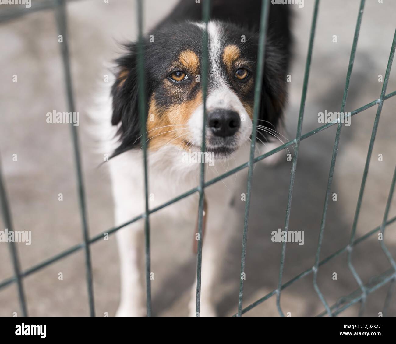 Traurige Rettung Hund Zaun Adoption Schutz. Hochwertige Fotos Stockfoto