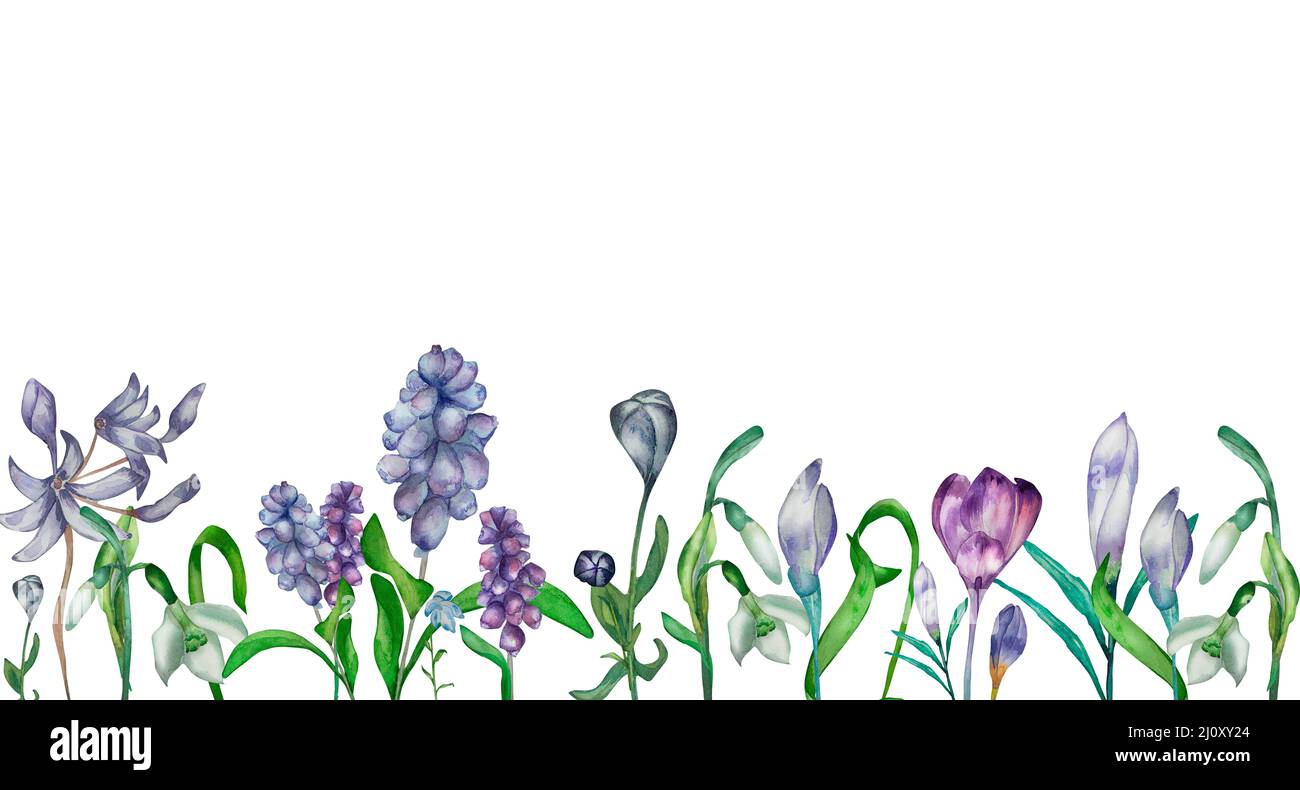 Lila Frühling Blumen Aquarell Banner isoliert. Handbemalte Grenze wild violetten Blumen Muscari, Schneeglöckchen, Krokus, grüne Blätter Zusammensetzung für gre Stockfoto