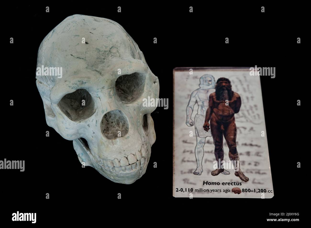 Siena, Italien - 2022. März 10: Der menschliche Schädel des Homo erectus mit erklärender Beschriftung in einer Vitrine im Naturhistorischen Museum „Accademia Fisiocrit Stockfoto