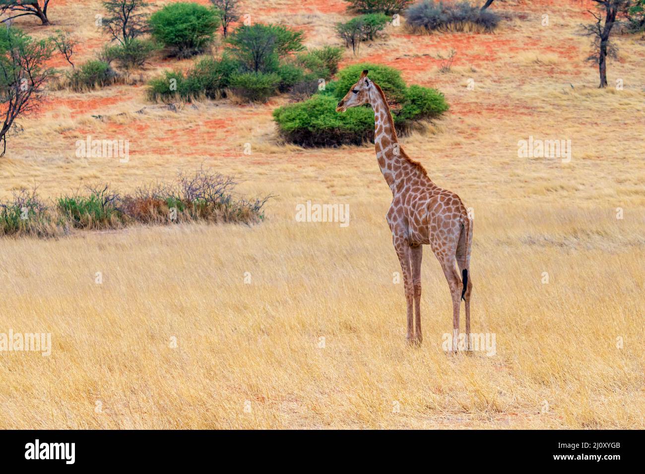 Giraffen Stockfoto