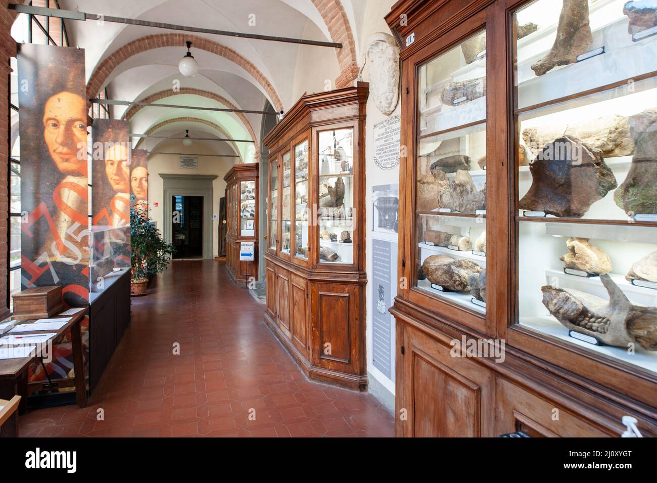 Siena, Italien - 2022. März 10: Fossiliensammlung im Naturkundemuseum „Accademia Fisiocritici“. Stockfoto