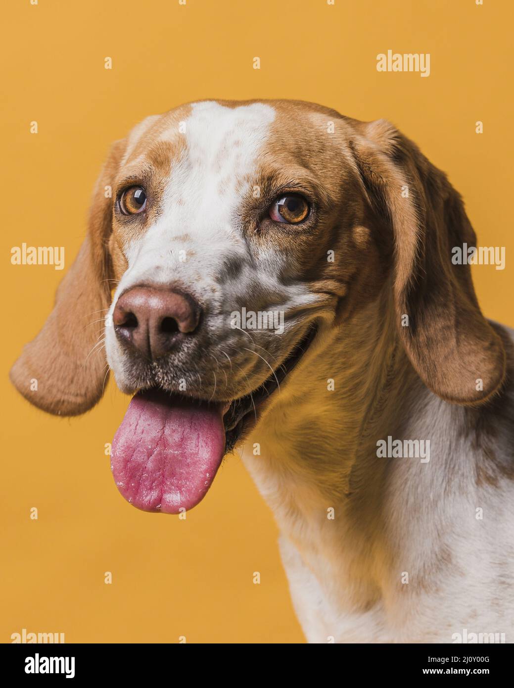 Schöner Hund, der aus seiner Zunge ragt. Hochwertige Fotos Stockfoto