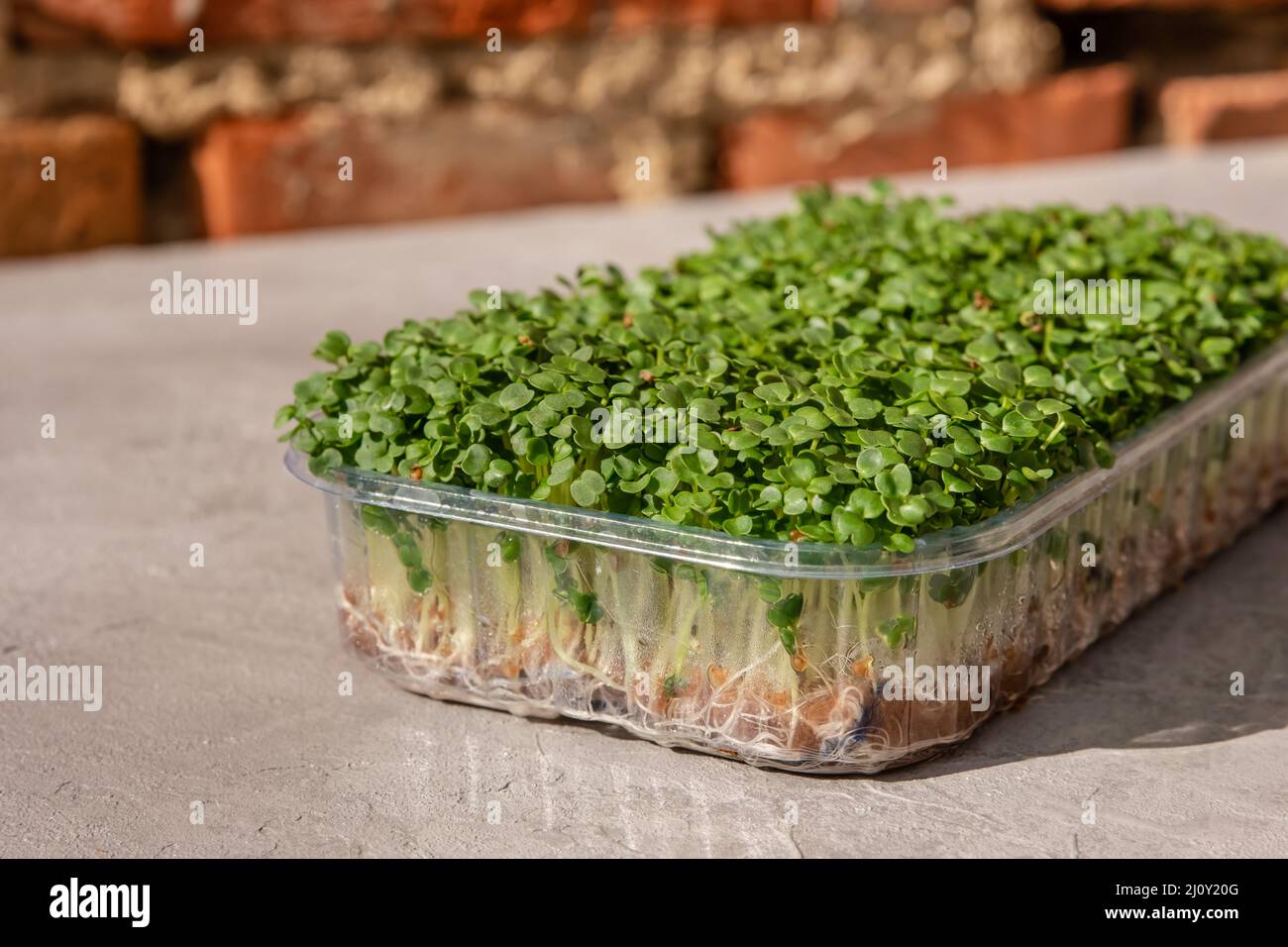 Microgreen Sprossen rohen Sprossen. Sprossen aus organischem Kohlrabi-Kohl Stockfoto