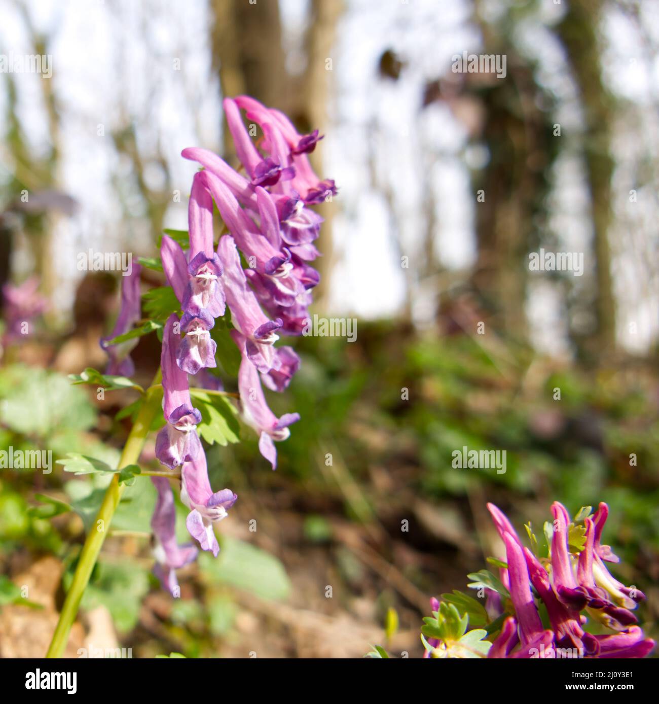 Nahaufnahme von Corydalis solida, auch bekannt als „Fumewort“ oder „Vogel im Busch“, mit lila Blüten, die im März im Wald in Süd-Limburg blühen Stockfoto