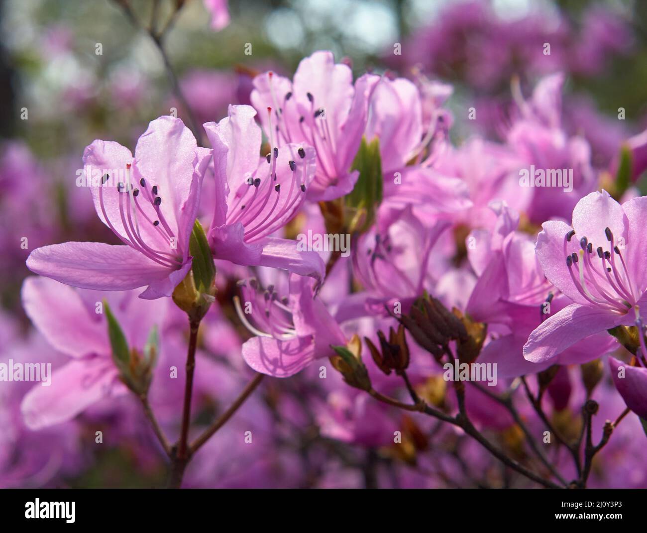 Lila Rhododendron blüht im Rücklicht. Japan Stockfoto