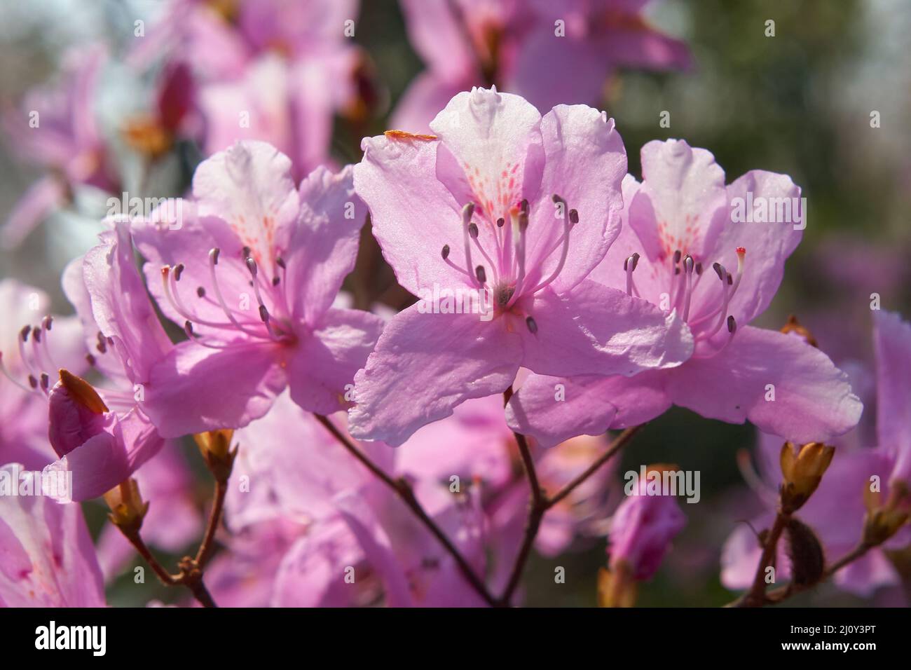 Lila Rhododendron blüht im Rücklicht. Japan Stockfoto