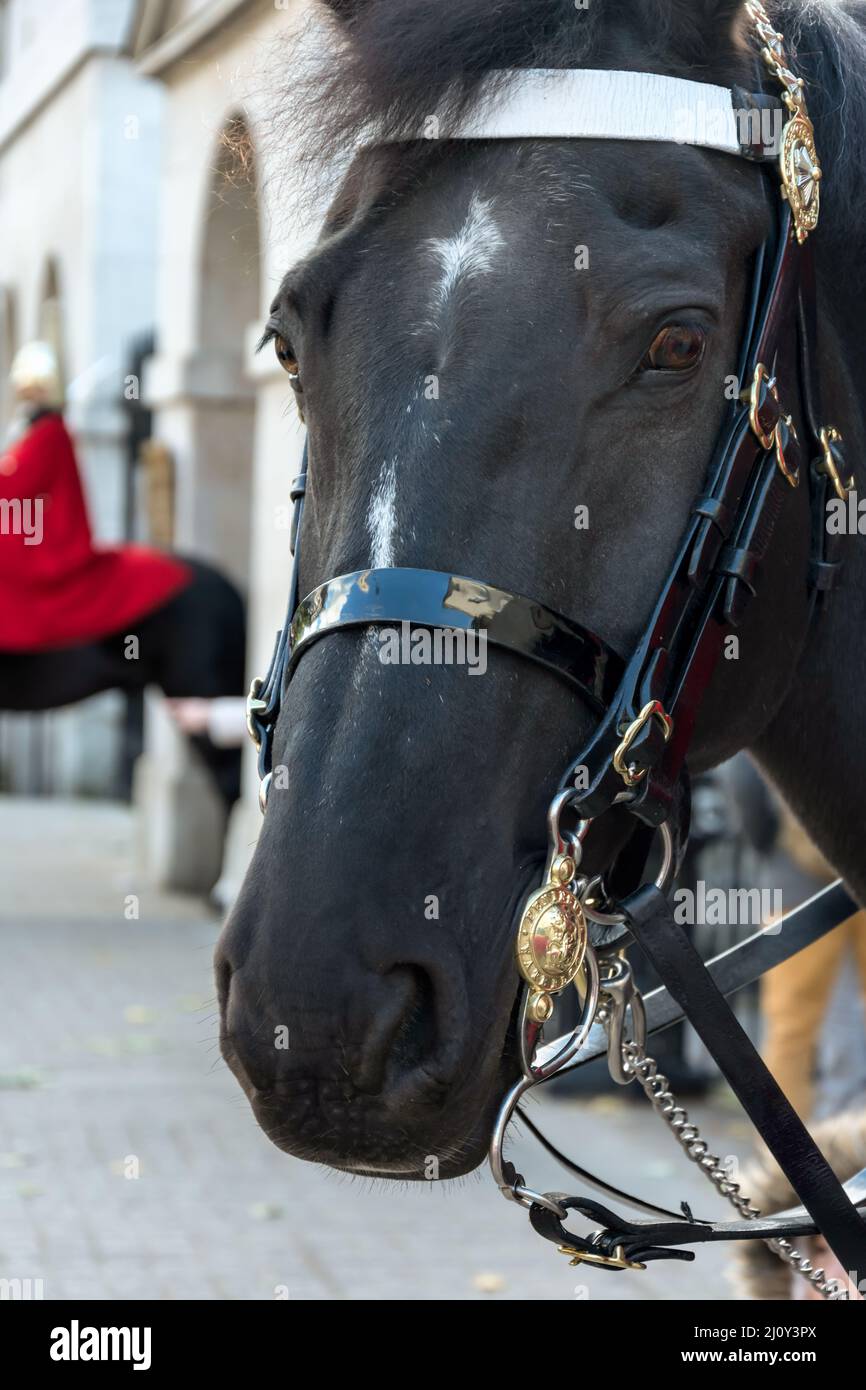 LONDON - NOVEMBER 3 :Pferd der Queens Household Cavalry in London am 3. November 2013. Nicht identifizierter Mann. Stockfoto
