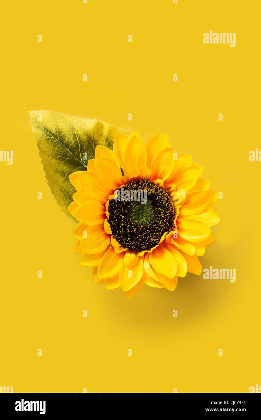 Sonnenblume auf gelbem Hintergrund Stockfoto