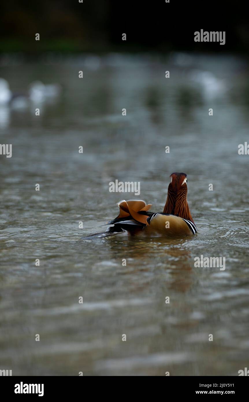 Mandarin Ente Stockfoto