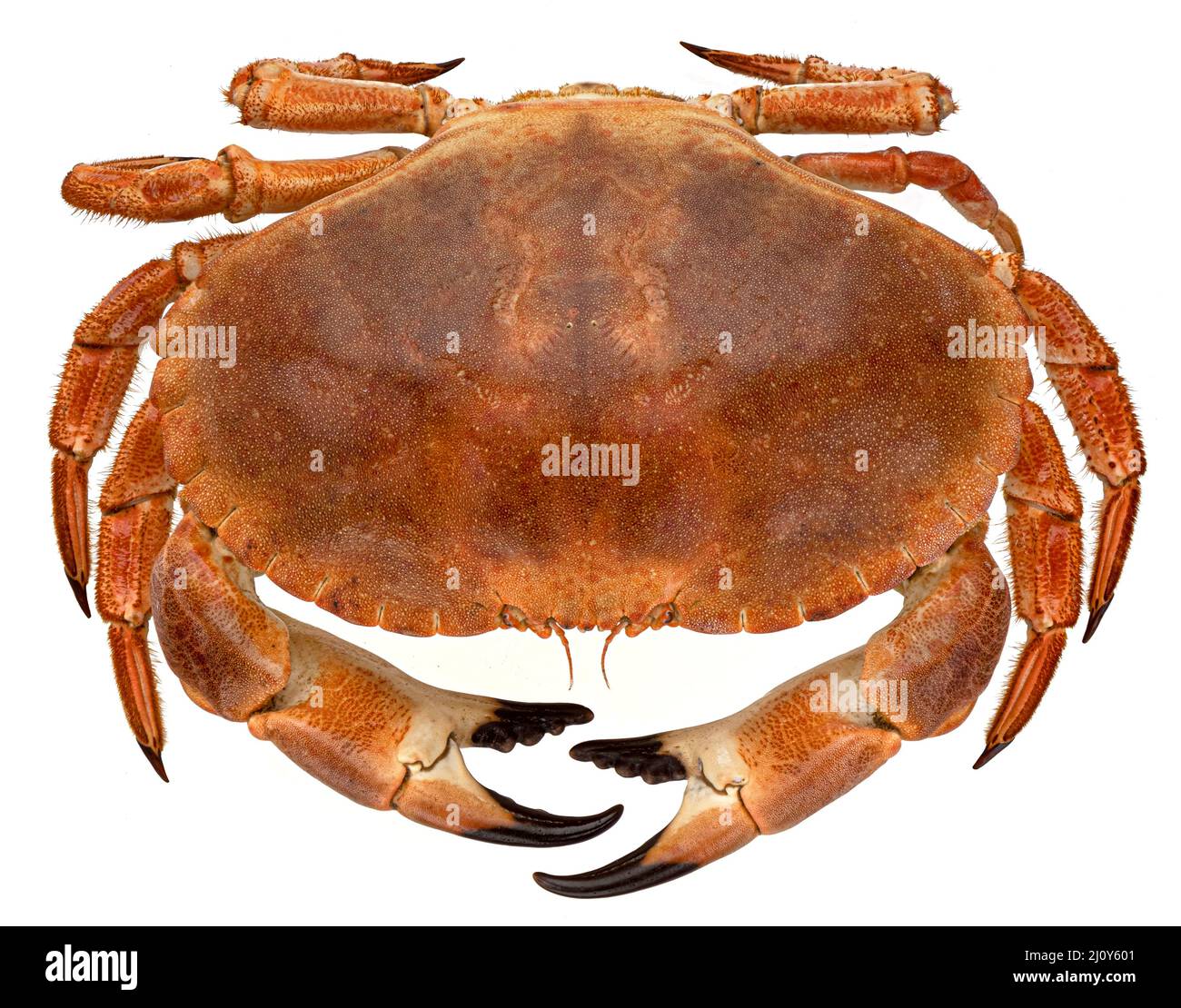 Gekochte Krabbe isoliert auf weißem Hintergrund Stockfoto