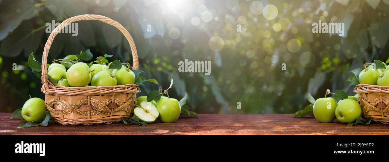 Grüne Äpfel im Korb auf einem Holztisch über dem Gartenhintergrund. Ernährung und gesunde Lebensweise Konzept. Horizontale Ansicht mit Kopierbereich Stockfoto