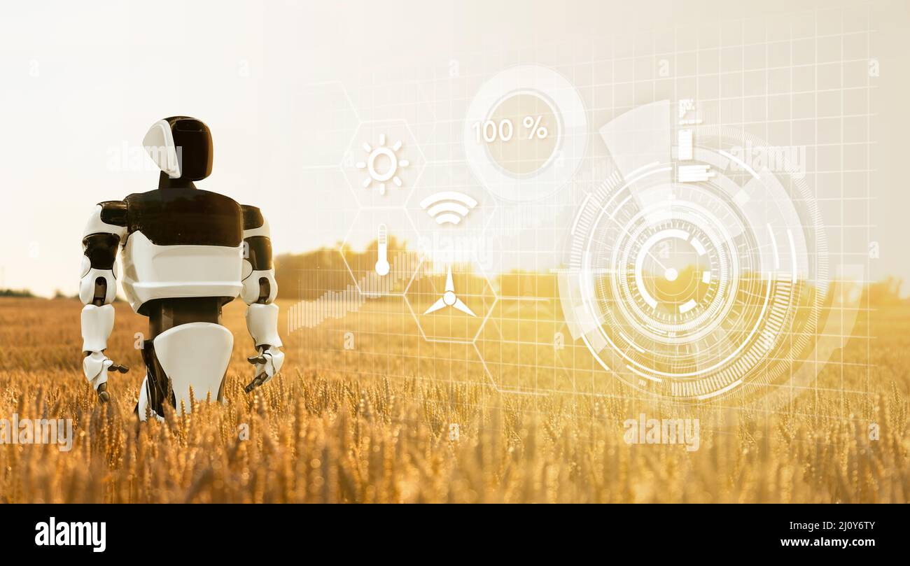 Roboterbauer auf einem landwirtschaftlichen Weizenfeld. Smart Farming-Konzept Stockfoto
