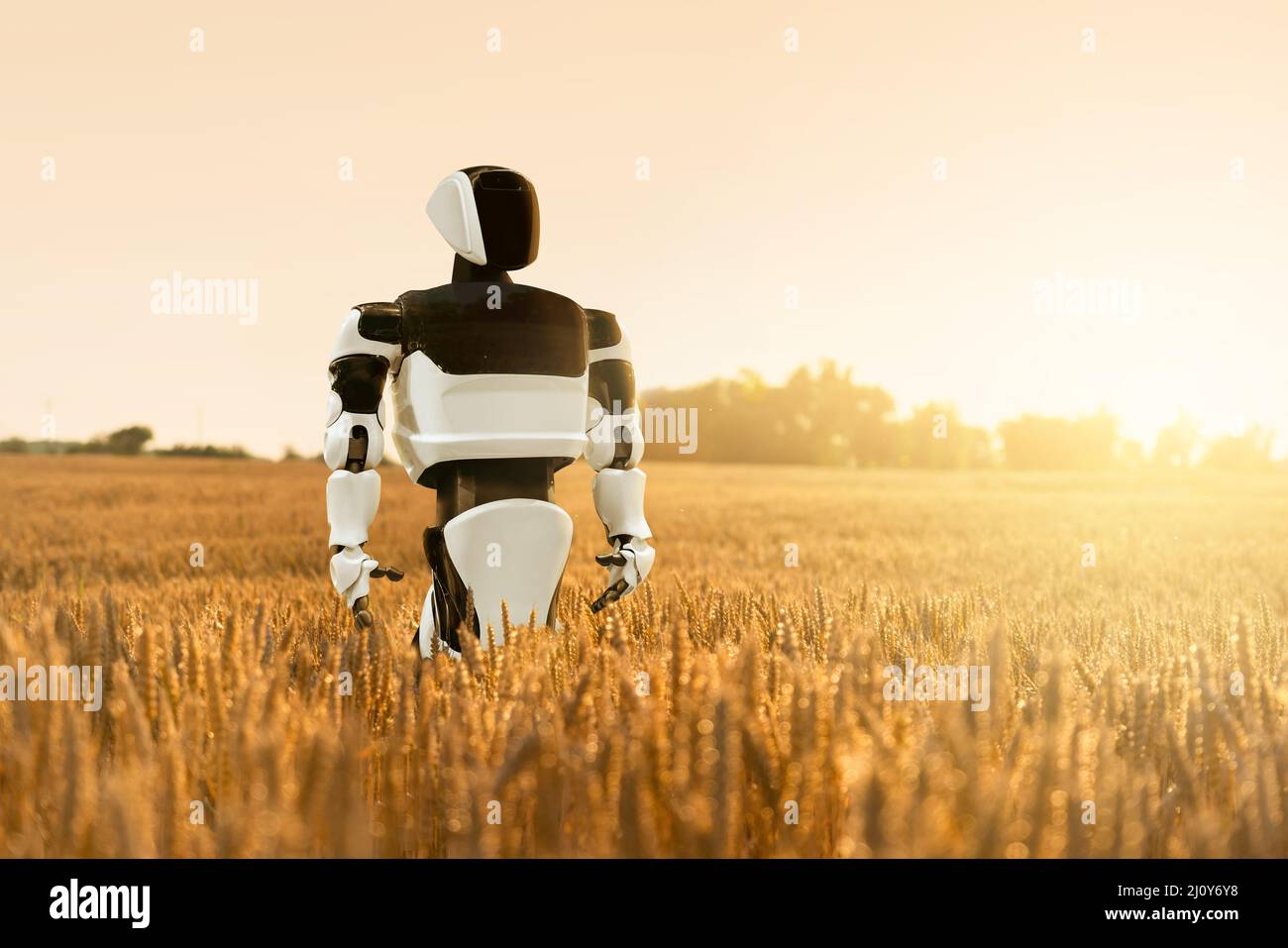 Roboterbauer auf einem landwirtschaftlichen Weizenfeld. Smart Farming-Konzept Stockfoto