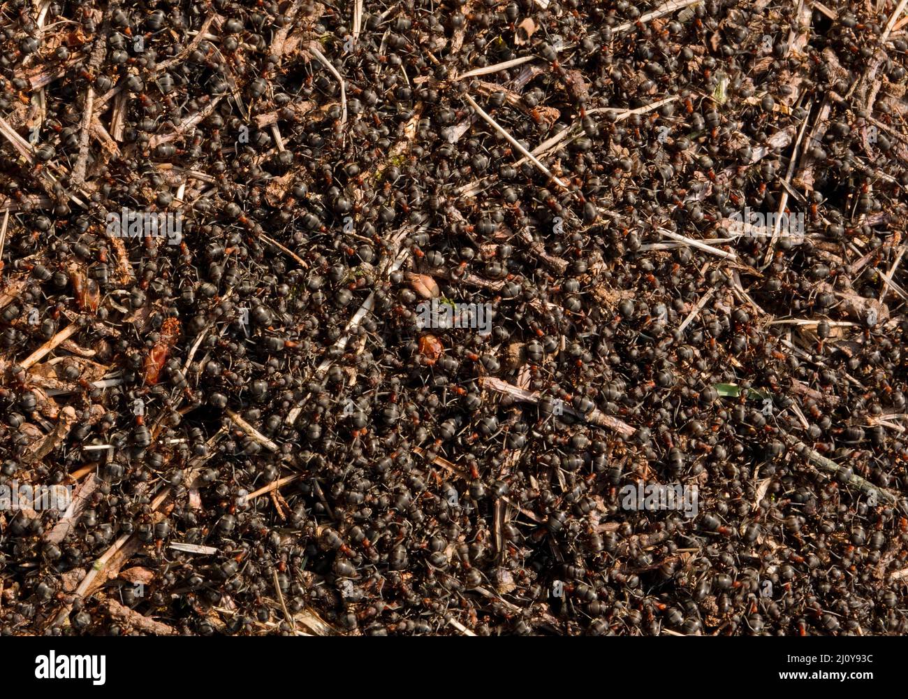 Draufsicht auf den Ameisenhaufen aus rotem Holz, über den Ameisen krabbeln Stockfoto