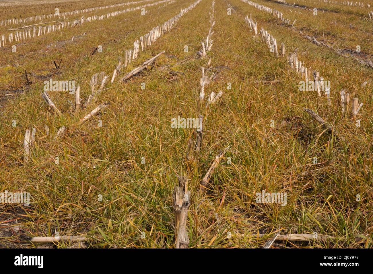 Wirkung des Glyphosatherbizids, das zwischen Maisstuben auf Grasunkräuter gespritzt wurde Stockfoto