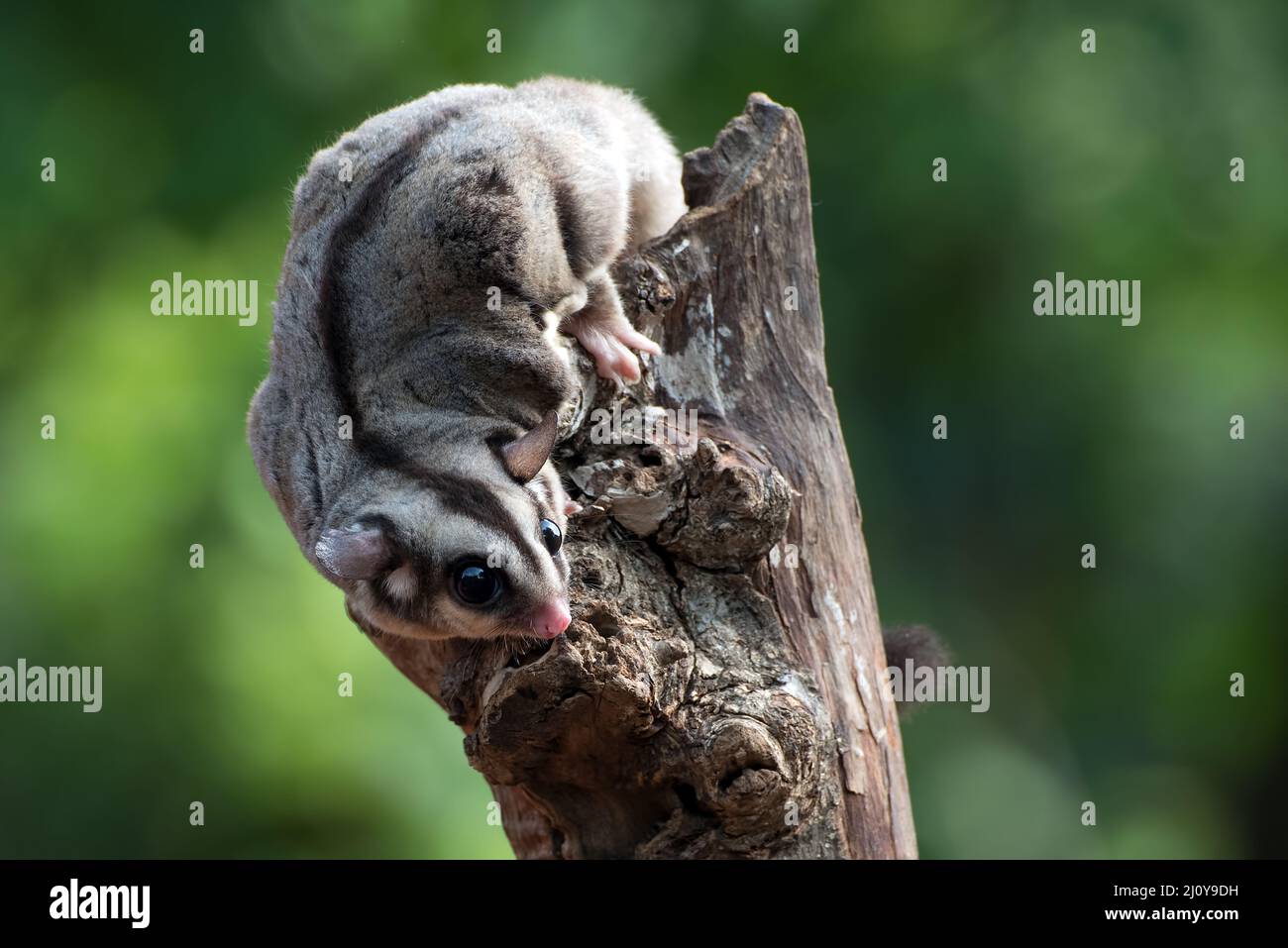 Zuckergleiter ( Petaurus breviceps ) auf einem Ast Stockfoto